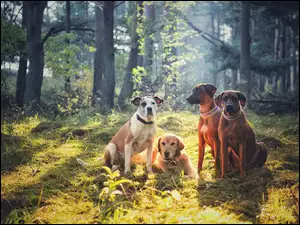 Psy rasy Rhodesian Ridgeback i Golden Retriever na leśnej polanie