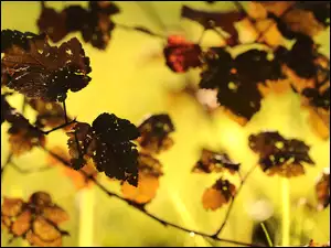 gałązki z jesiennymi listkami na rozmytym tle