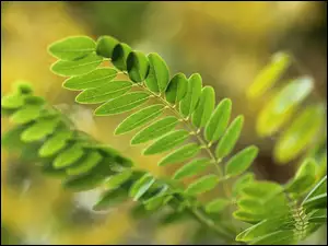 Zielone liście na gałązkach w rozmyciu