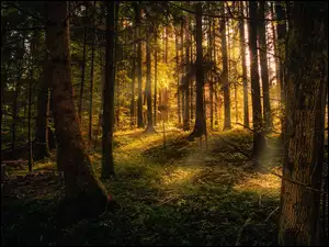 Słoneczne promienie przebijają się przez drzewa w lesie