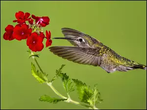 Koliber przy czerwonym kwiatku