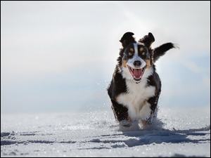 Bieg psa zimą