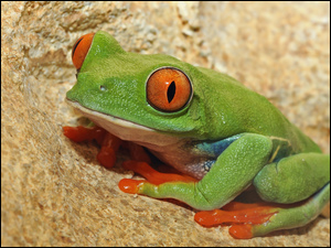 Zielona żaba na kamieniu