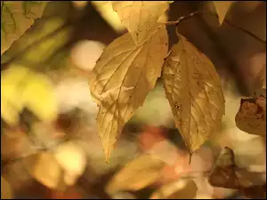 jesienne żółte liście na rozmazanym tle