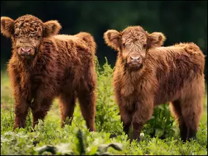 Mode krowy rasy Highland cattle