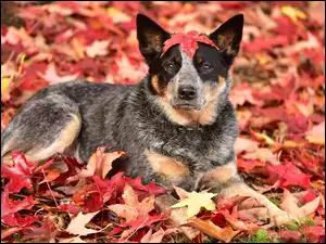 leżący pies Australian cattle dog w jesiennych liściach