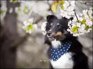 Pies w kwiatach
