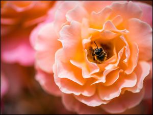 Mała pszczoła w dużej róży