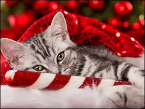 Kot w świątecznej kompozycji