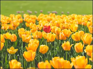 Żółto-czerwone tulipany