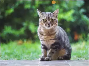 Zapatrzony kotek przy trawie