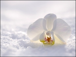 Orchidea na zimowym śniegu