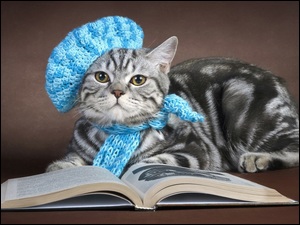 Prążkowany kotek w niebieskim berecie i szaliku koło książki