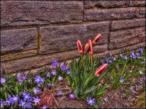 Kępka tulipanów obok niebieskich drobnych kwiatków