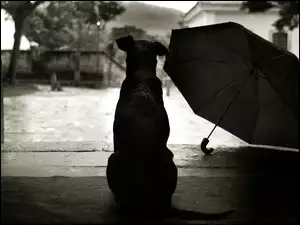 Pies, Parasol