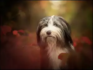 Pies w liściach