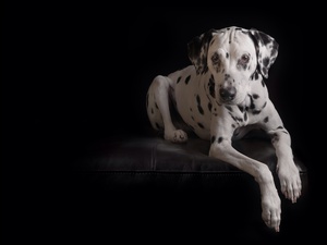 Pies dalmatyńczyk