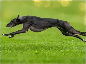 Biegający czarny pies po trawie