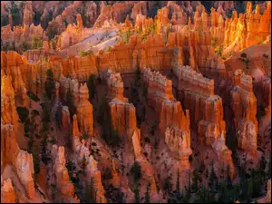 Dolina kanionu z drzewami w USA