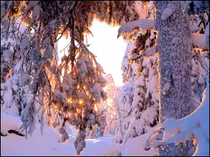 Przebijające światło w zimowych ośnieżonych drzewach