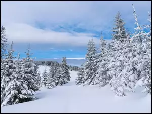 Świerki na wzgórzach zimą