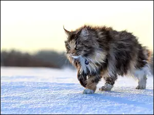 Kot w zimowym śniegu