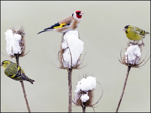 Ptaki na ośnieżonych oście