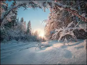 Promienie słońca na leśnej drodze zimowej w Rosji