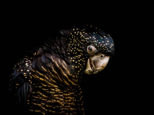Czarna Papuga