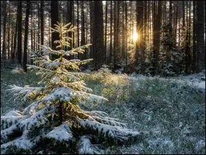 Wschód słońca w zimowym lesie