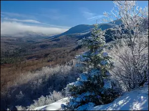 Zimowe wzgórza z drzewami