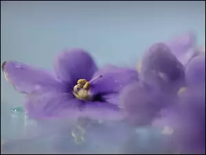 Afrykański fiołek liliowy