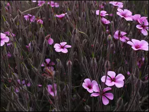 Drobne purpurowe kwiatki na łące