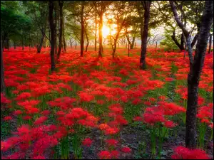 Promienie słońca w lesie z kwiatami