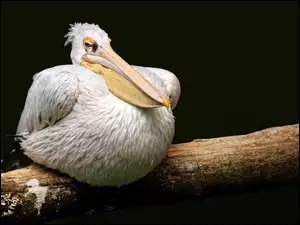 Pelikan na kłodzie