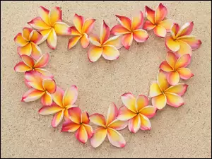 Kwiaty plumerii ułożone w kształcie serca