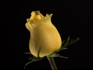 Pączek żółtej róży