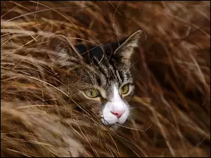 kot w trawie