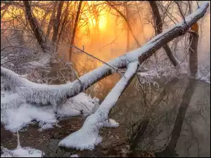 Zimowa rzeka z drzewami