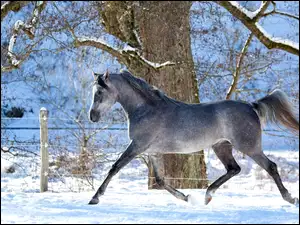 Koń na wybiegu zimowym
