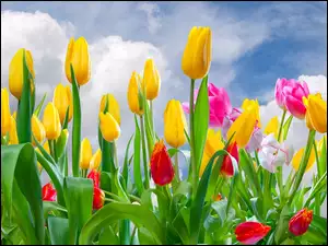Piekne kolorowe tulipany