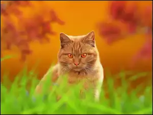 Graficzny rudy kot w trawie