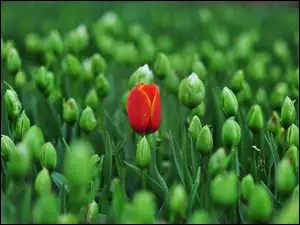 Czerwony tulipan z pączkami