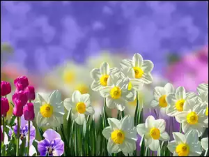 Wiosenne graficzne kwiaty