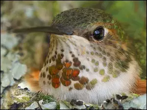 Koliber w gnieździe
