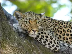 Leopard leżący na drzewie