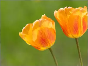 Dwa tulipany