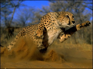 Gepard w natarciu