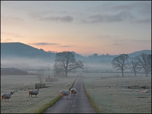 Owce na polu i drodze we mgle