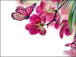Motyle, Storczyki, Owady, Zwierzęta, Kwiaty